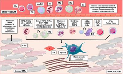 Leukocyte-Dependent Regulation of Cardiac Fibrosis